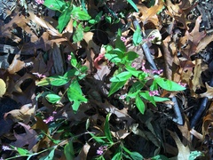 Persicaria longiseta