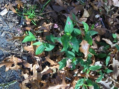 Persicaria longiseta