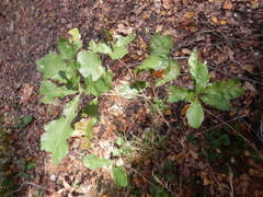 Quercus sinuata breviloba