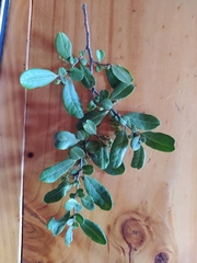 Azara integrifolia