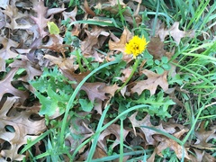 Taraxacum officinale