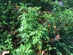 Artemisia vulgaris