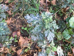 Artemisia vulgaris