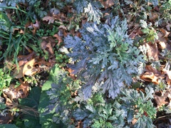 Artemisia vulgaris