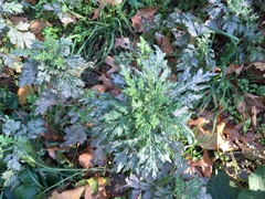 Artemisia vulgaris