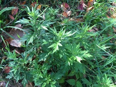 Artemisia vulgaris