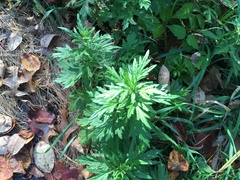 Artemisia vulgaris