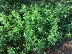 Artemisia vulgaris