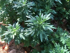 Artemisia vulgaris