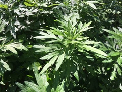 Artemisia vulgaris