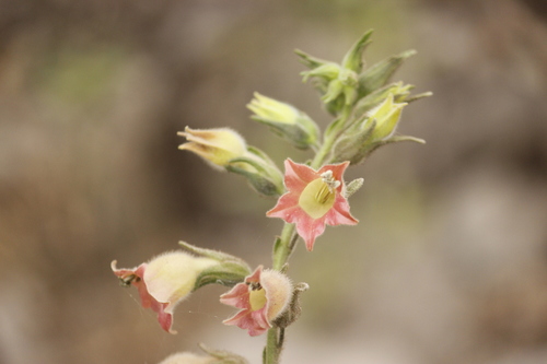 Image of Nicotiana glutinosa by no rights reserved