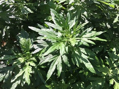 Artemisia vulgaris