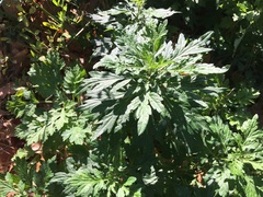 Artemisia vulgaris