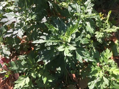 Artemisia vulgaris