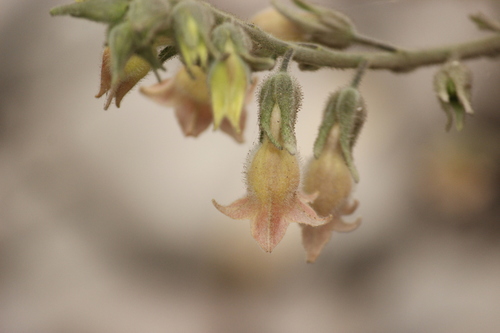 Image of Nicotiana glutinosa by no rights reserved