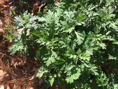 Artemisia vulgaris