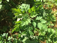 Artemisia vulgaris