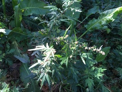 Artemisia vulgaris