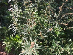 Artemisia vulgaris