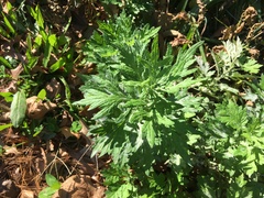 Artemisia vulgaris