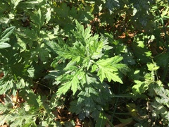Artemisia vulgaris