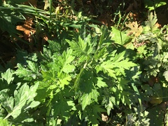 Artemisia vulgaris