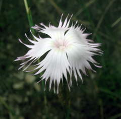 Dianthus awaricus