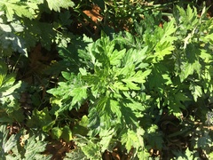 Artemisia vulgaris