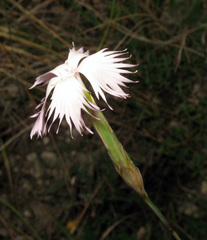 Dianthus awaricus