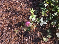 Trifolium pratense
