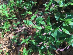 Persicaria longiseta