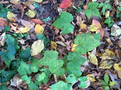 Ampelopsis glandulosa