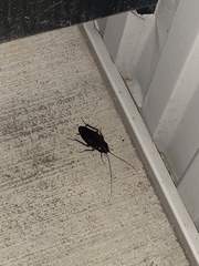 Periplaneta fuliginosa