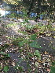 Symphyotrichum cordifolium