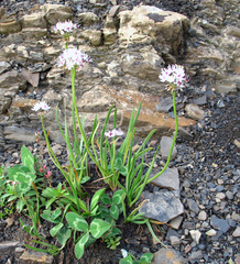 Allium denudatum