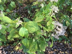 Ageratina altissima
