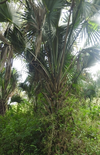 Image of Sabal yapa by (c) Sebastián de Jesús Herrera Buenfil, some rights reserved (CC BY)