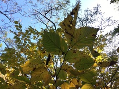 Ulmus americana