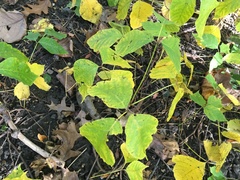 Toxicodendron radicans