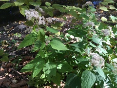 Ageratina altissima