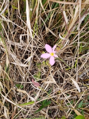 Sabatia grandiflora