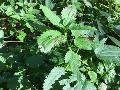 Urtica dioica