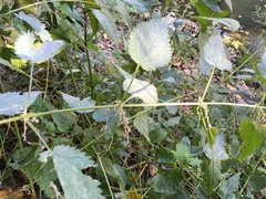 Urtica dioica