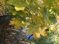 Acer platanoides