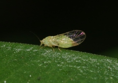 Cacopsylla tobirae