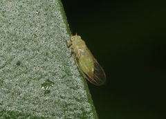 Cacopsylla tobirae