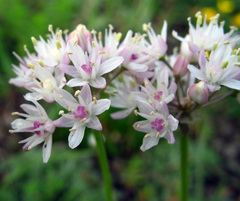 Allium denudatum