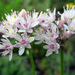 Allium denudatum - Photo (c) Теймуров А.А., some rights reserved (CC BY-NC), uploaded by Теймуров А.А.