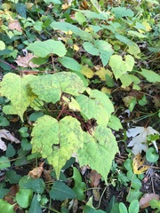 Ampelopsis glandulosa