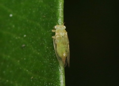 Cacopsylla tobirae